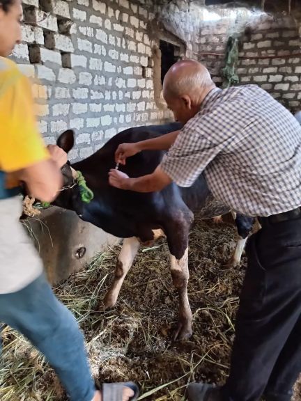 محافظ أسيوط: تحصين 112 ألف رأس ماشية ونشر 1,574 فرقة بيطرية ضمن الحملة القومية الثالثة خلال 5 أسابيع