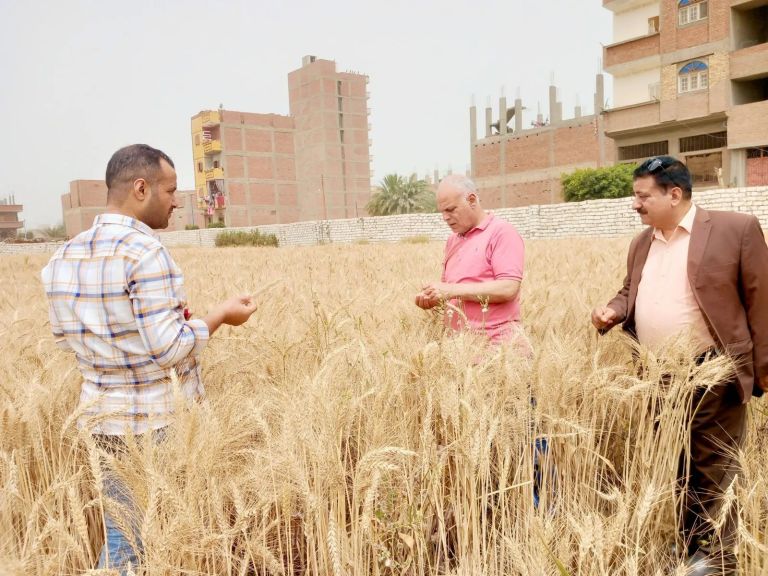 محافظ أسيوط أنتظام أعمال توريد القمح للصوامع والشون بإجمالي 1109 طن حتى الآن ومتابعة يومية لأعمال الحصاد بالمراكز