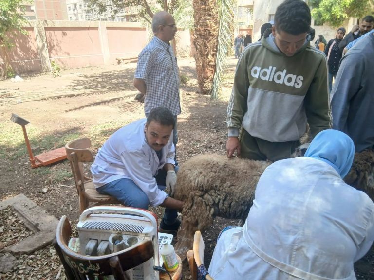 محافظ أسيوط: تسليم 132 رأس أغنام وماعز لـ61 أسرة بالقوصية ضمن جهود دعم الأسر المنتجة وتعزيز الأمن الغذائي