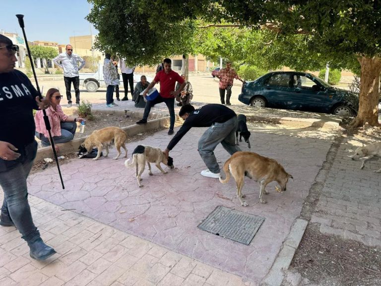 تحت شعار «مصر خالية من السعار 2030» جهاز أسيوط الجديدة يشن حملة موسعة لتحصين الكلاب الحرة