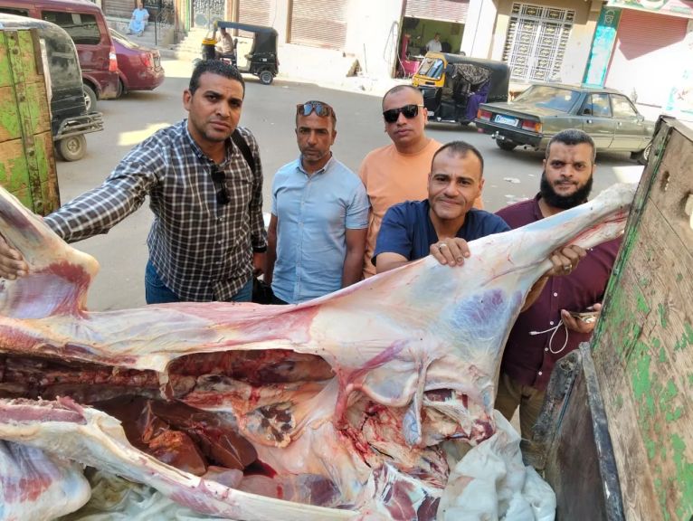 محافظ أسيوط: ضبط عجل مذبوح خارج المجازر الحكومية ومصاب باليرقان وغير صالح للاستهلاك الآدمي بمنفلوط